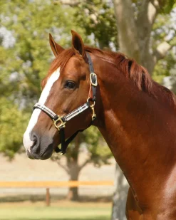 Clearance KENSINGTON ™ Premium Breakaway Halter