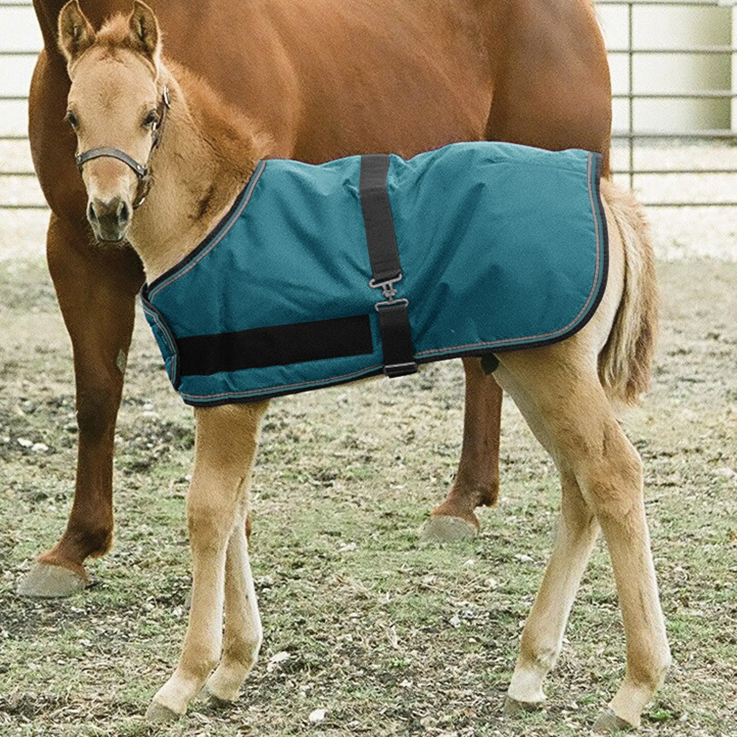 Online KENSINGTON ™ Signature Adjustable Large Foal Turnout