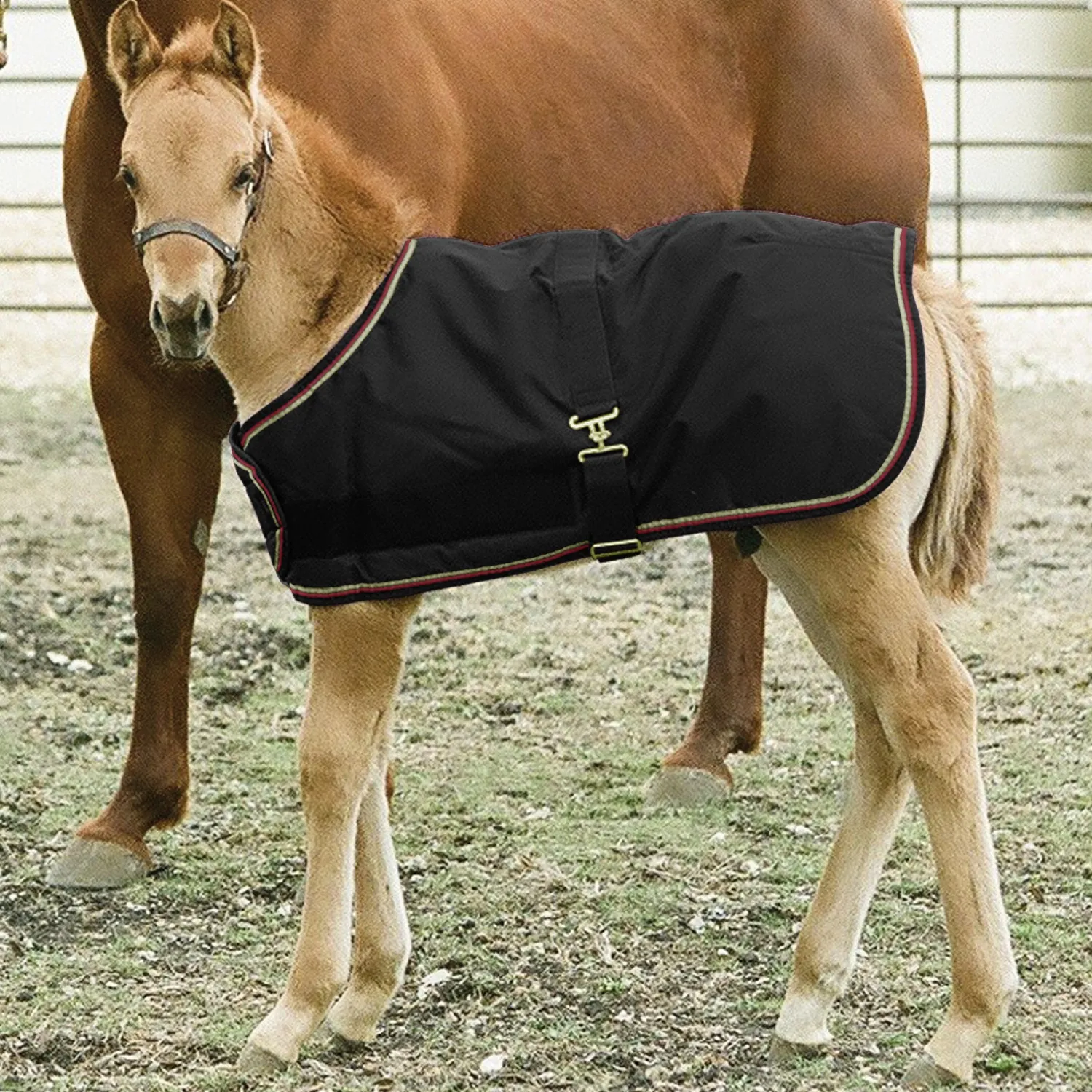 Clearance KENSINGTON ™ Signature Adjustable Small Foal Turnout Blanket