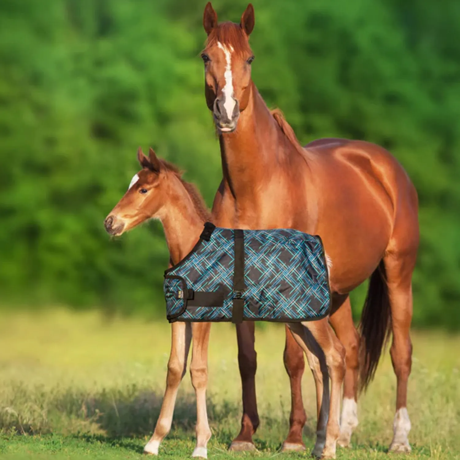 Clearance KENSINGTON ™ Signature Adjustable Small Foal Turnout Blanket