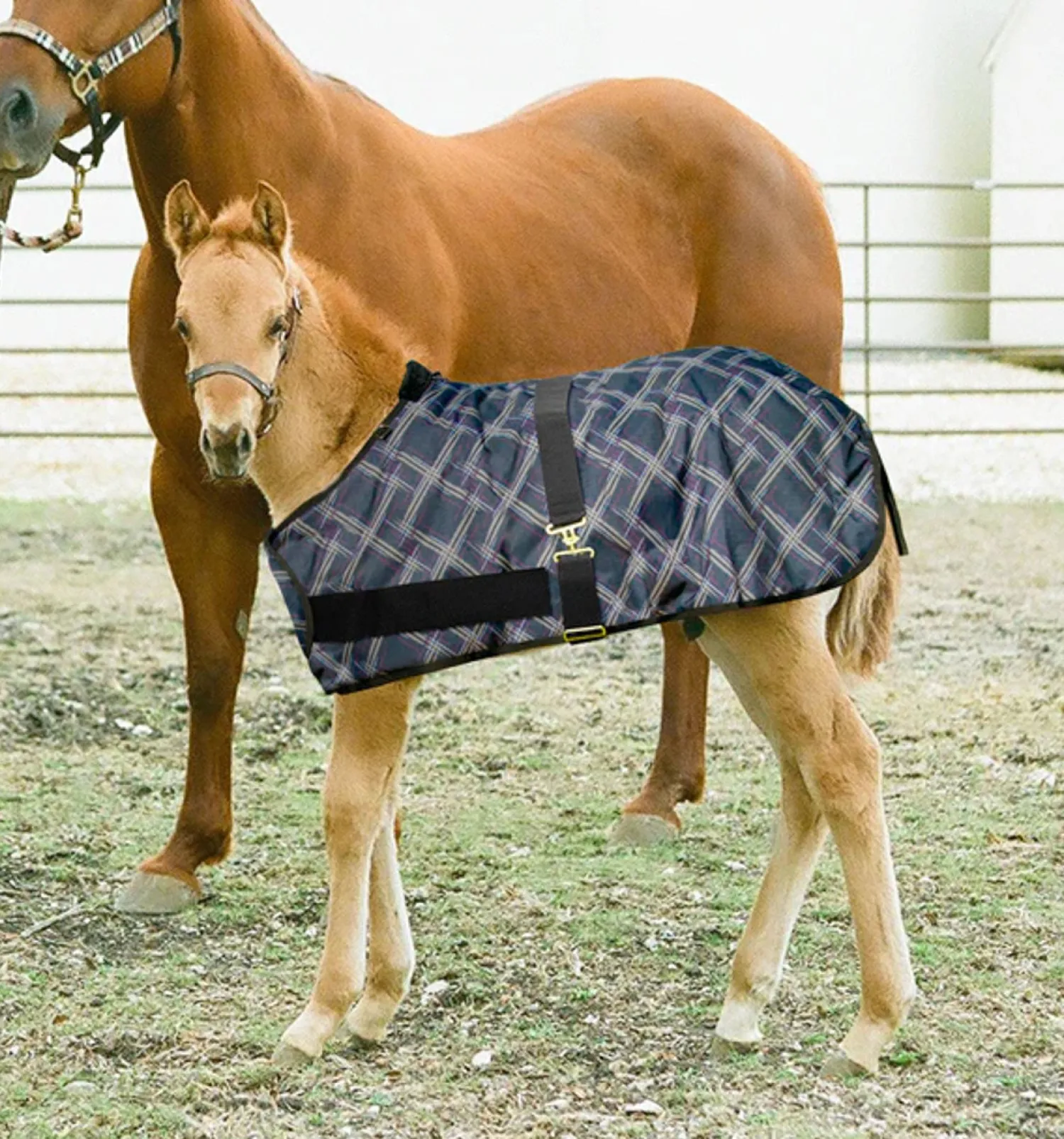 Clearance KENSINGTON ™ Signature Adjustable Small Foal Turnout Blanket