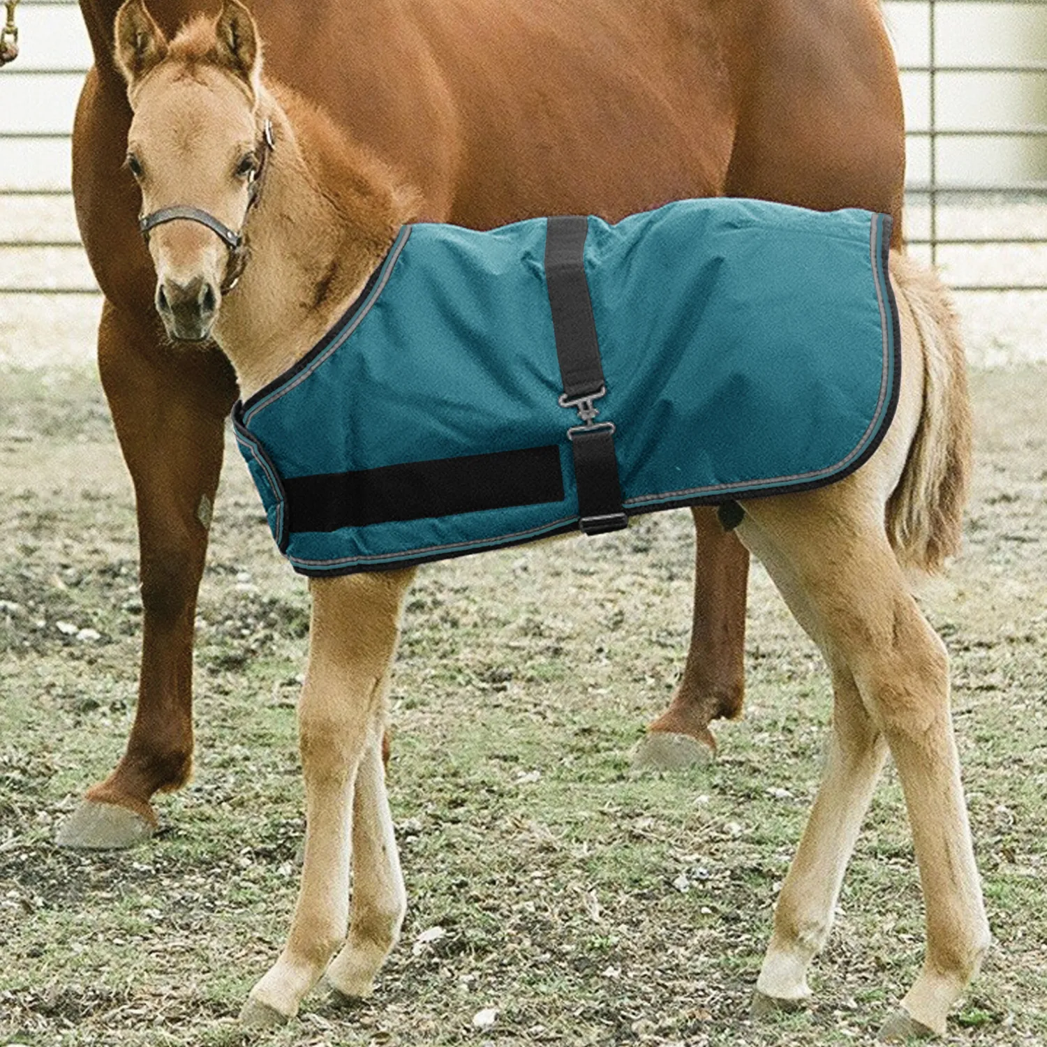 Clearance KENSINGTON ™ Signature Adjustable Small Foal Turnout Blanket