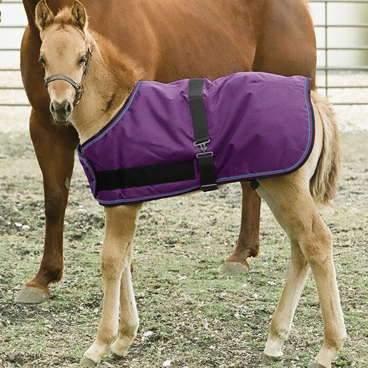Clearance KENSINGTON ™ Signature Adjustable Small Foal Turnout Blanket