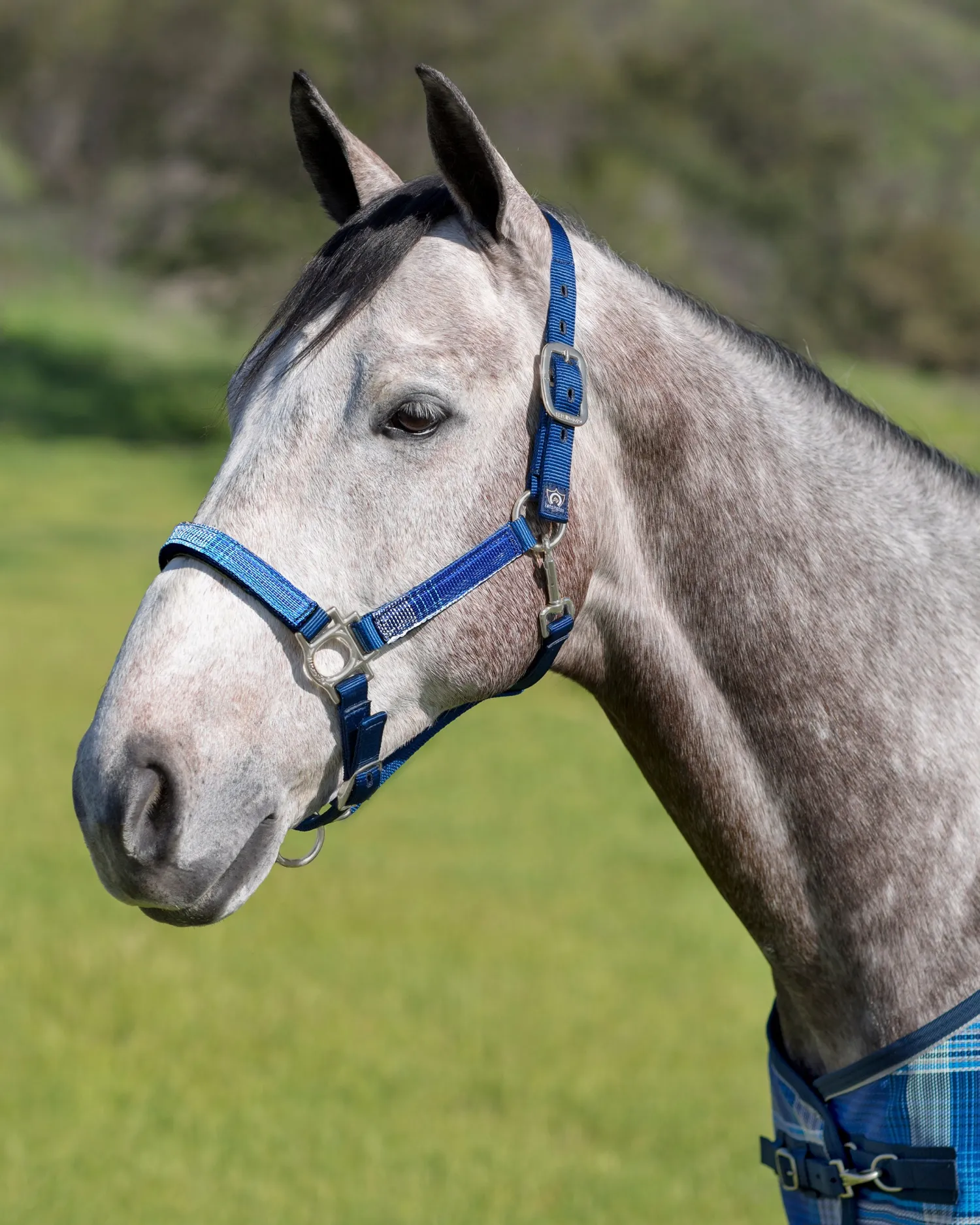 Outlet KENSINGTON ™ Premium Halter