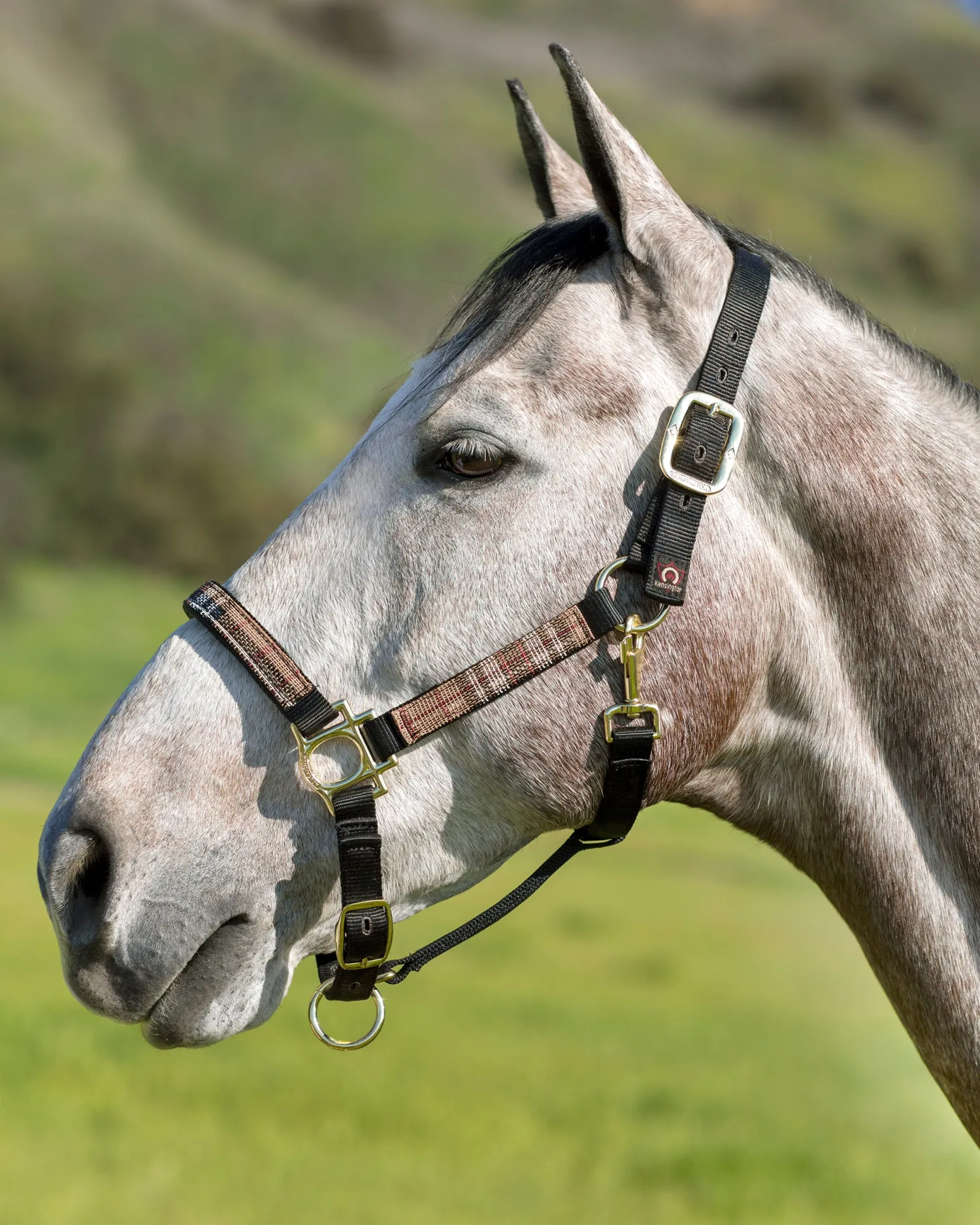 Outlet KENSINGTON ™ Premium Halter
