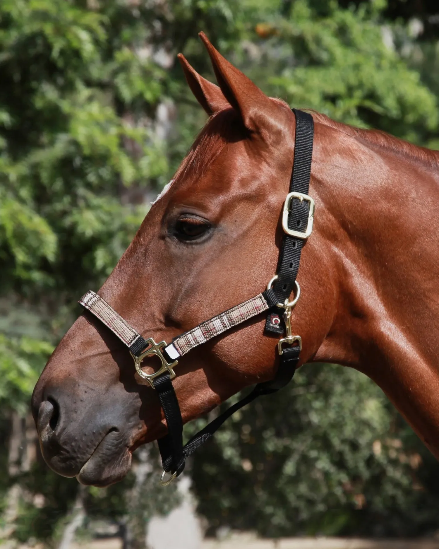 Outlet KENSINGTON ™ Premium Halter