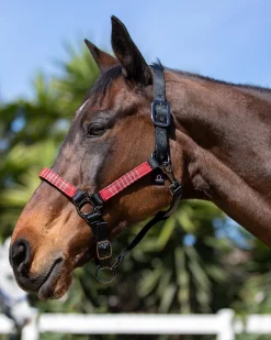 Outlet KENSINGTON ™ Premium Halter