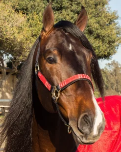 Outlet KENSINGTON ™ Premium Halter