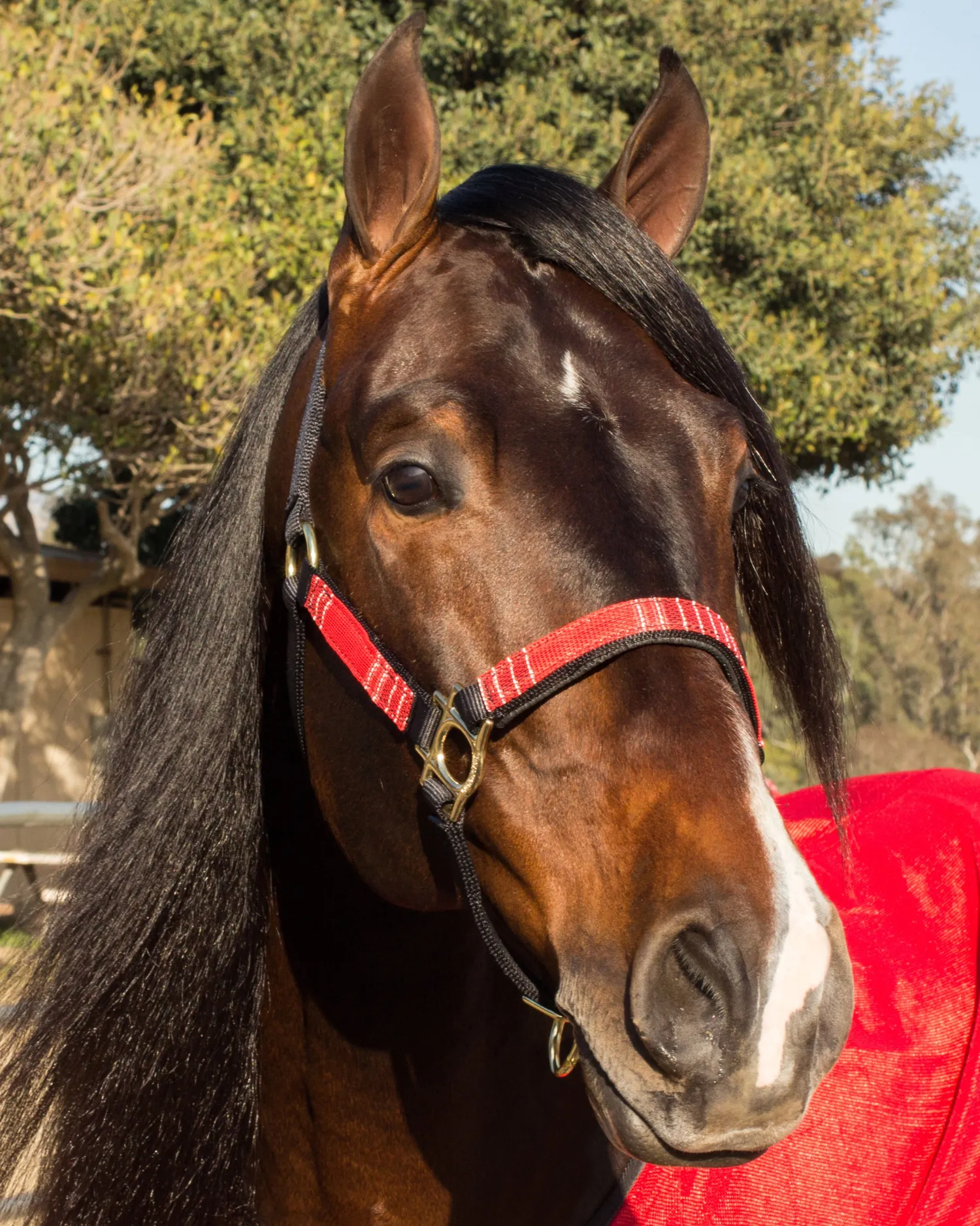 Outlet KENSINGTON ™ Premium Halter