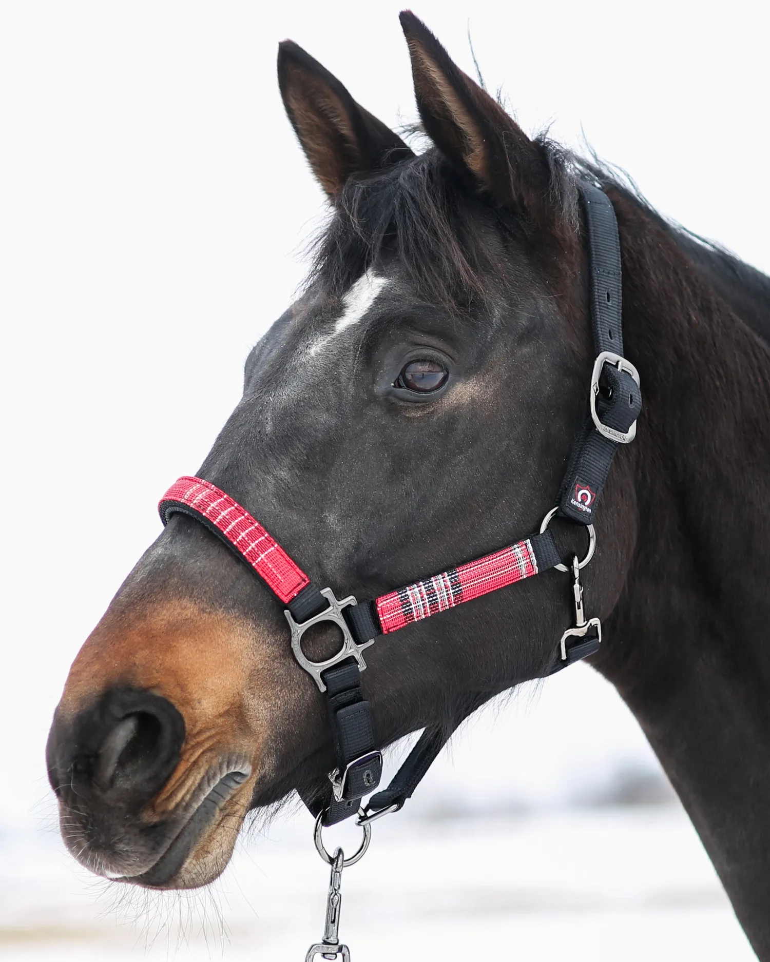 Outlet KENSINGTON ™ Premium Halter