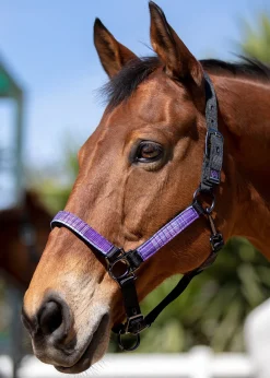 Outlet KENSINGTON ™ Premium Halter
