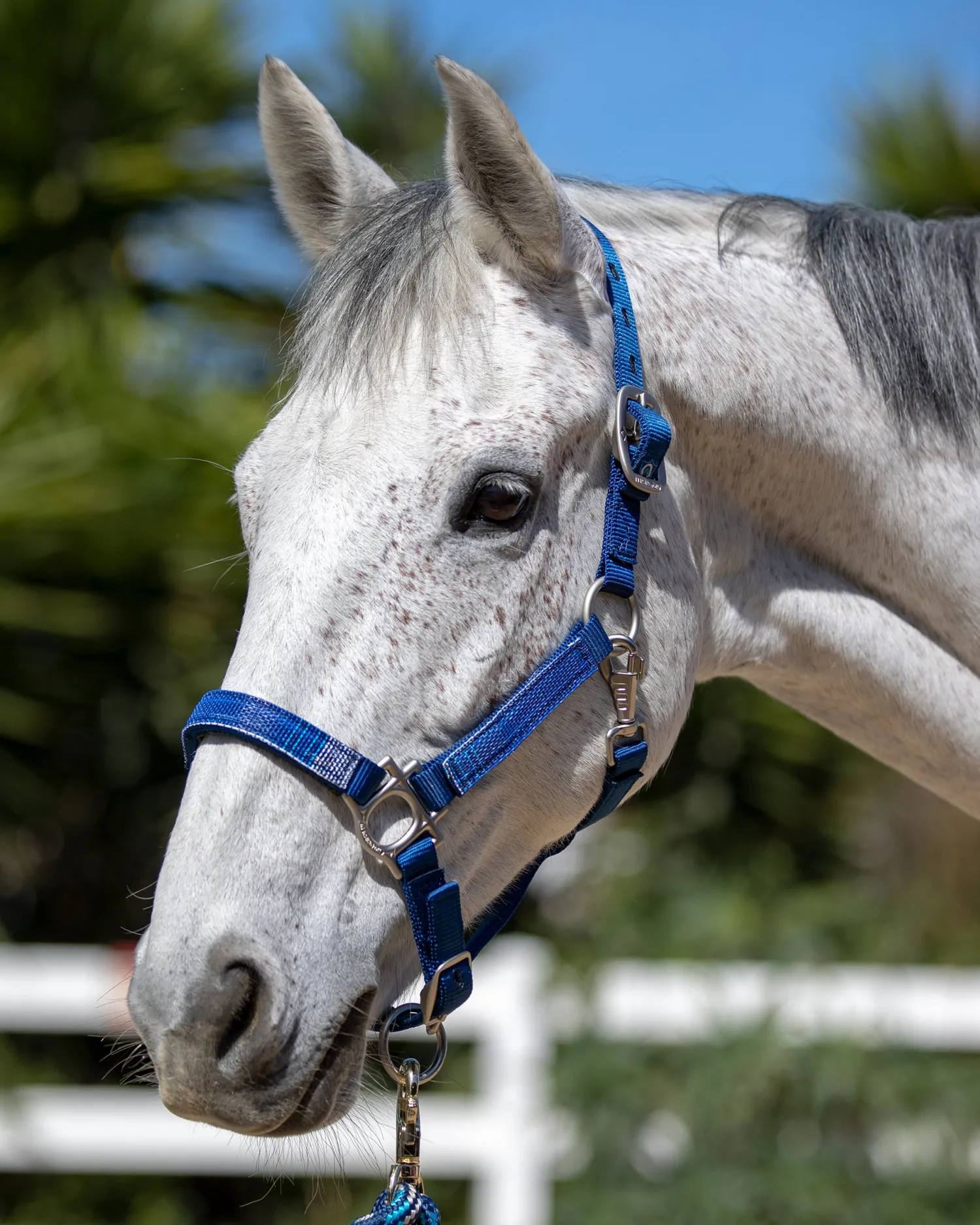 Outlet KENSINGTON ™ Premium Halter