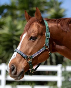Outlet KENSINGTON ™ Premium Halter