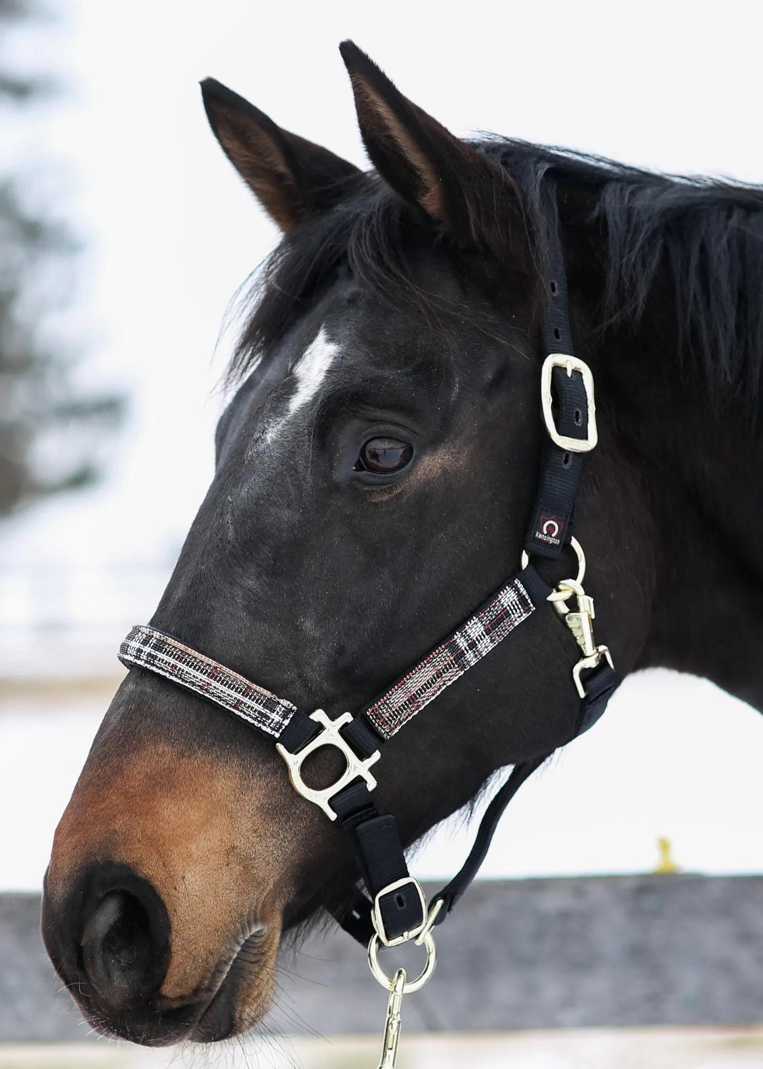 Outlet KENSINGTON ™ Premium Halter