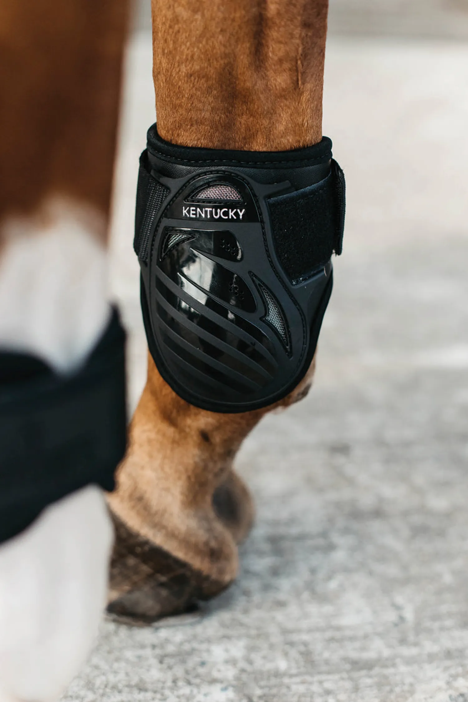 Clearance KENTUCKY HORSEWEAR Young Horse Fetlock Boots Black