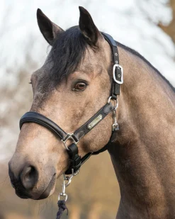 Hot HORSE HEALTH TRADE LeMieux® Capella Halter Black