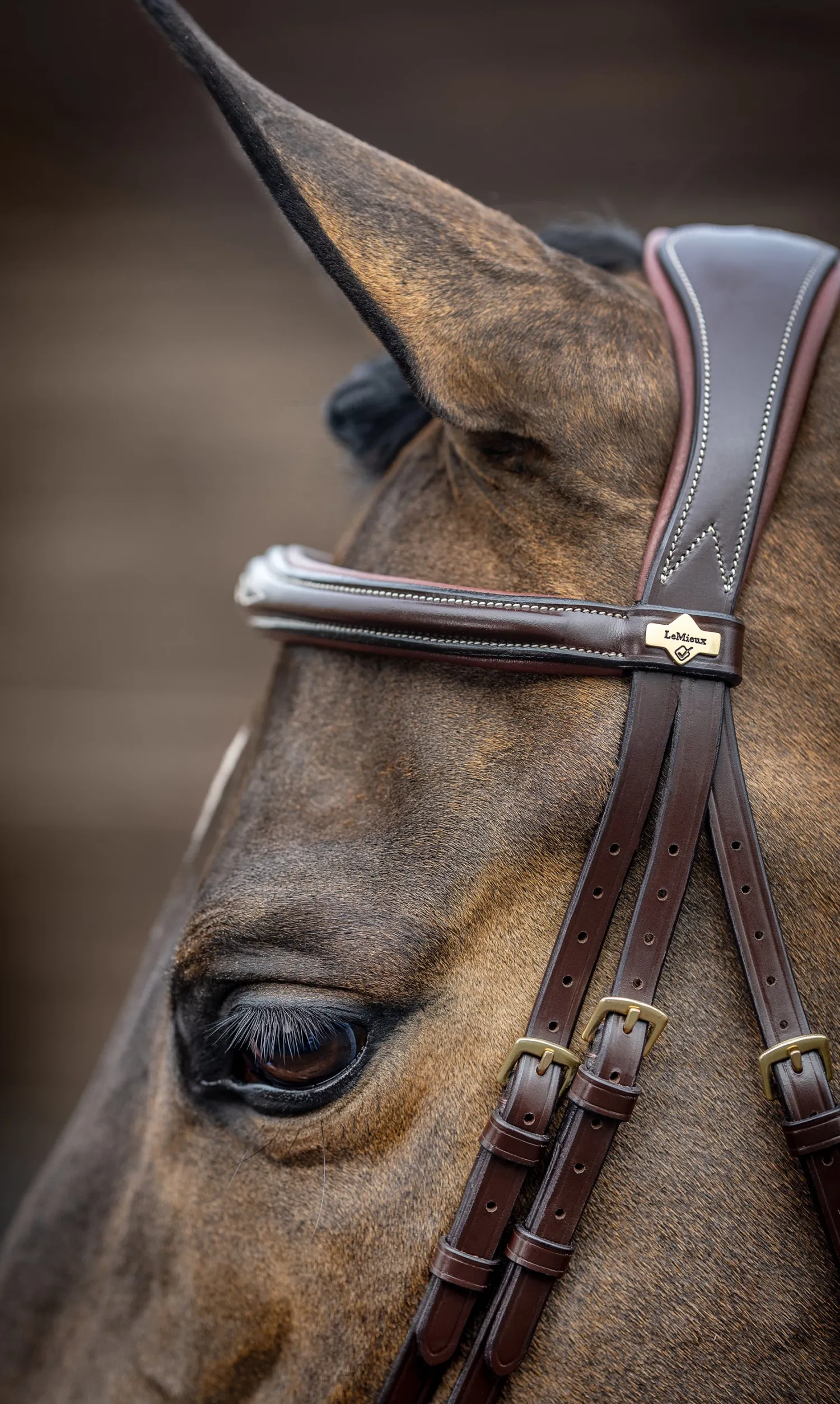 Hot HORSE HEALTH TRADE LeMieux® Kudos Competition Flash Bridle
