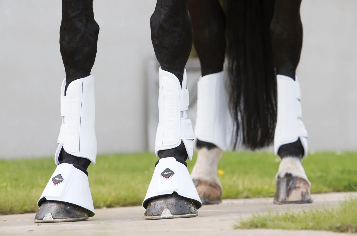 Clearance HORSE HEALTH TRADE LeMieux® Pro Schooling Boots
