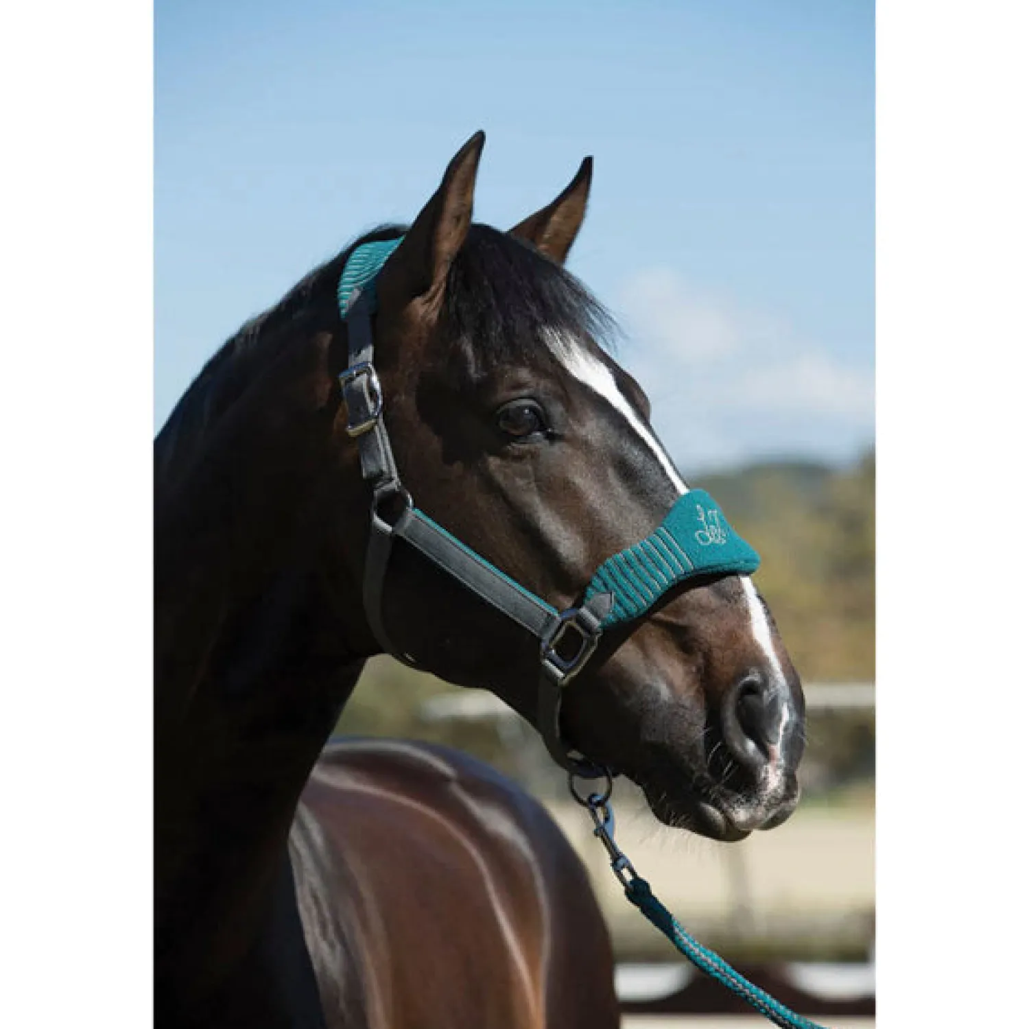 New HORSE HEALTH TRADE LeMieux® Vogue Halter & Rope Lead Set