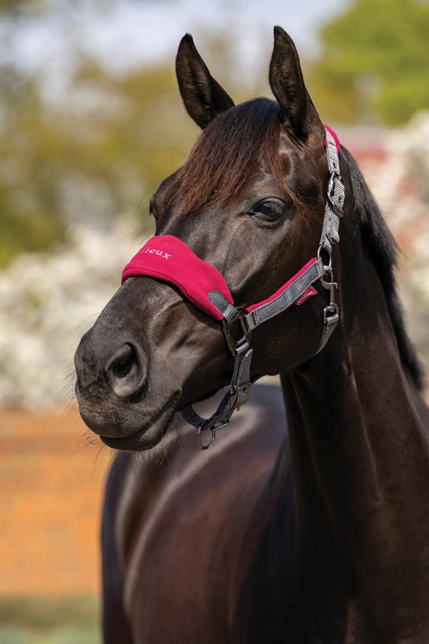 New HORSE HEALTH TRADE LeMieux® Vogue Halter & Rope Lead Set