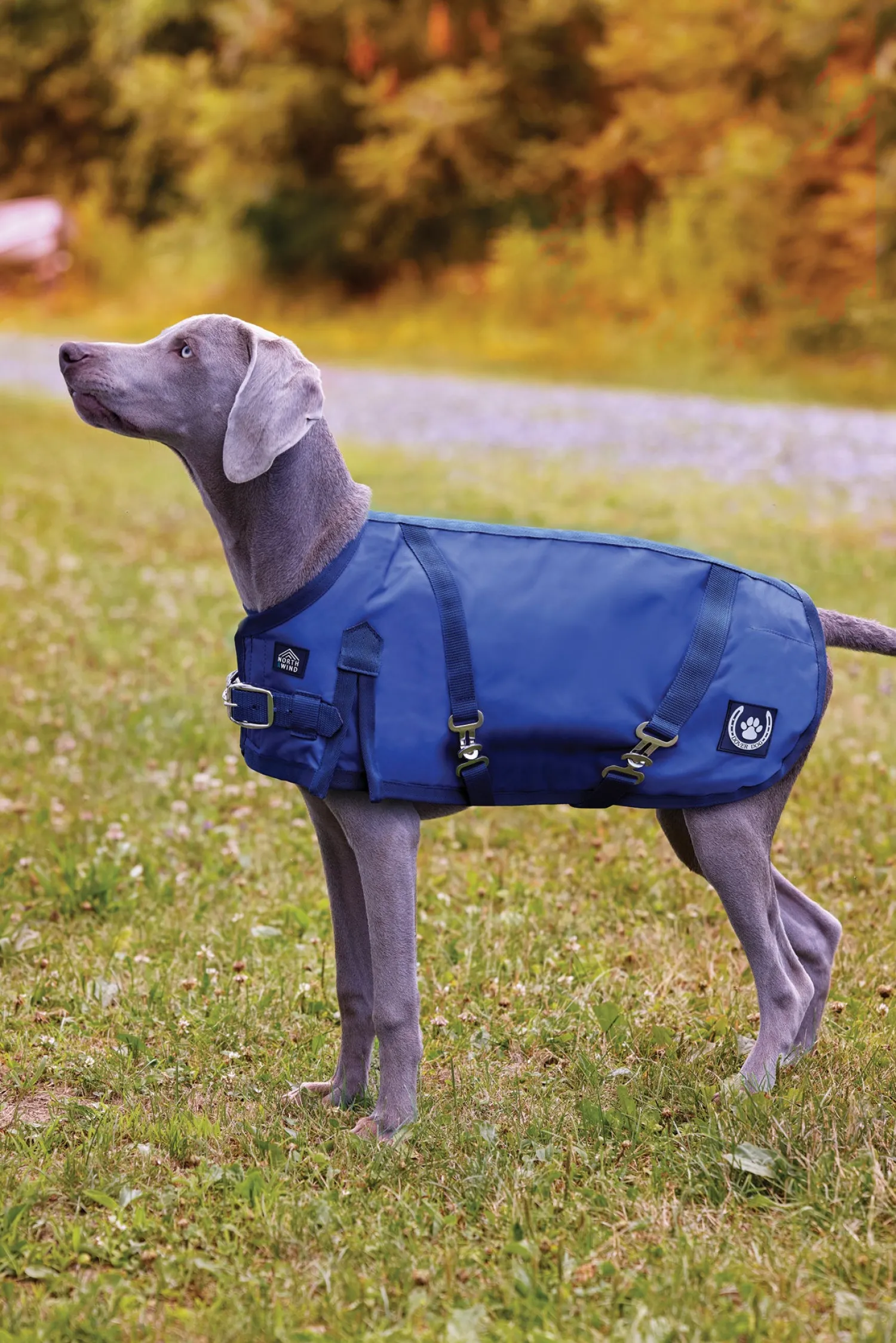 New CWEAR BRANCH NorthWind™ Dog Turnout Blanket