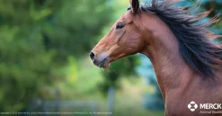 Discount ANIMAL HEALTH INT Panacur Paste Dewormer