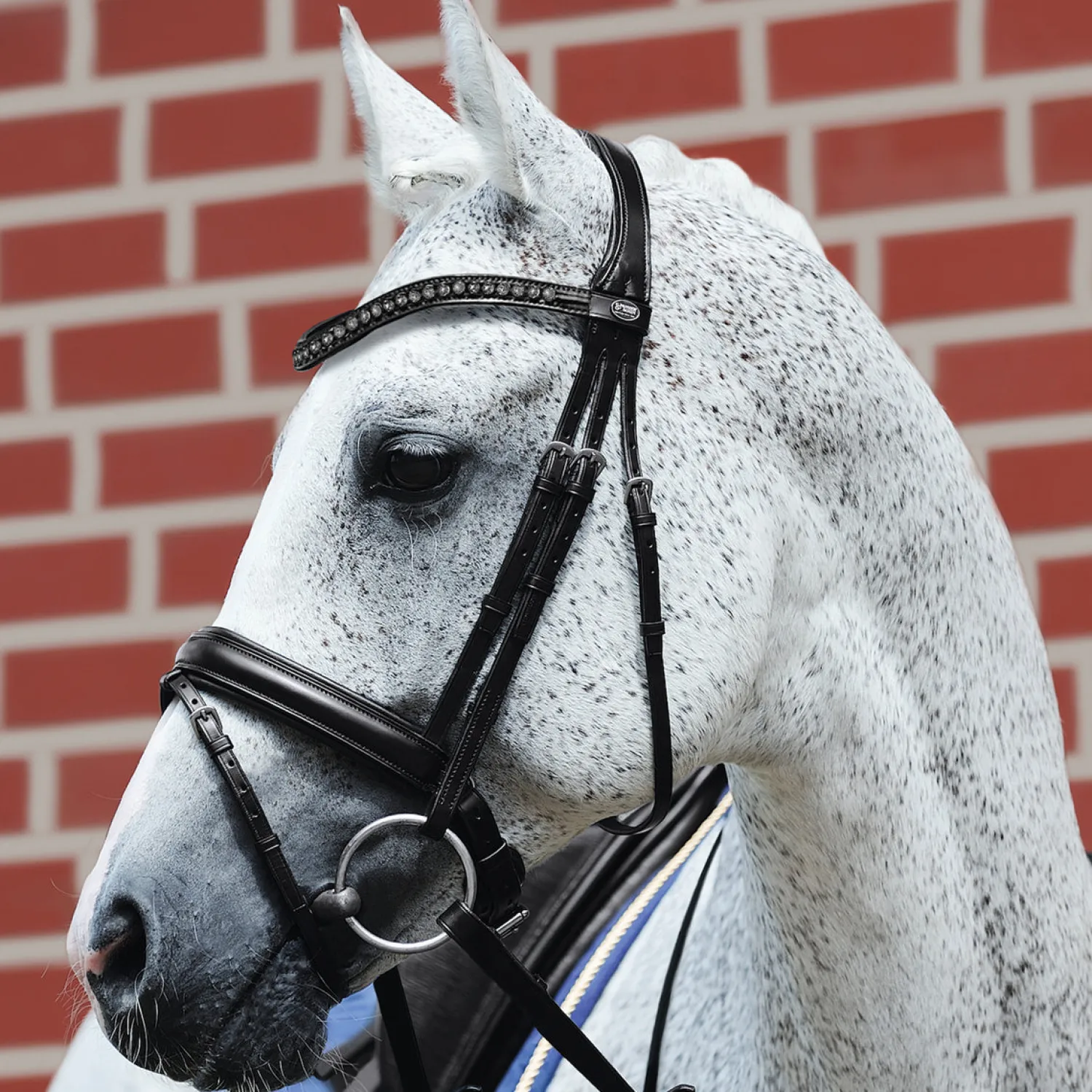 Discount GEM-PASSIER Passier® Fortuna Snaffle Bridle Black