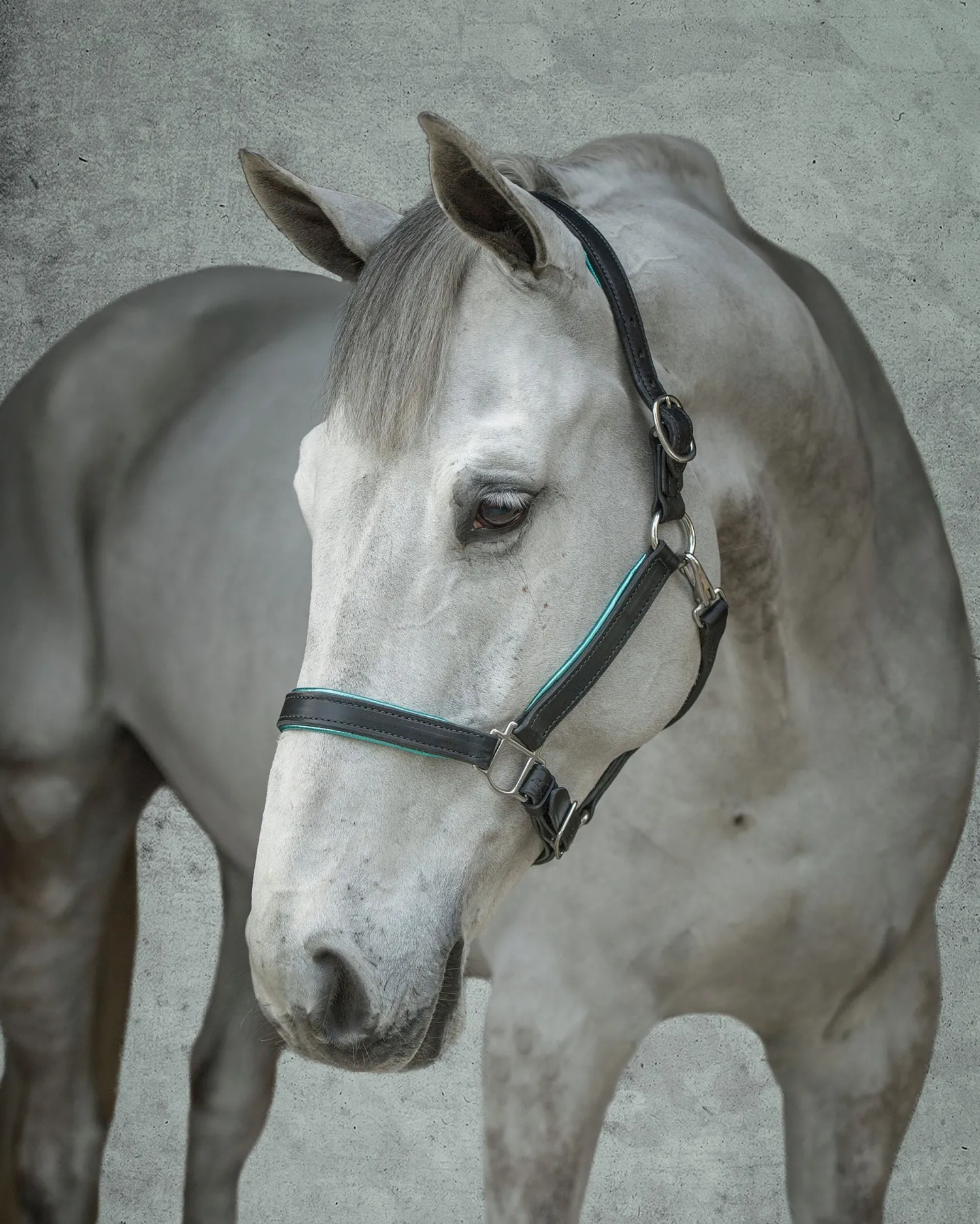 Online PERRIS LEATHER Perri’s® 1" Padded Leather Halter