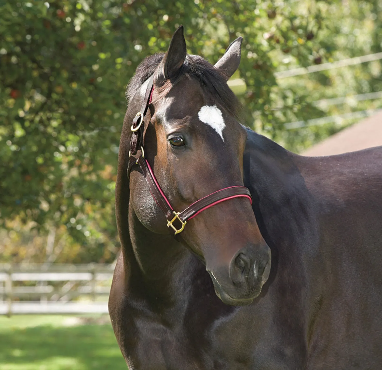 Online PERRIS LEATHER Perri’s® 1" Padded Leather Halter