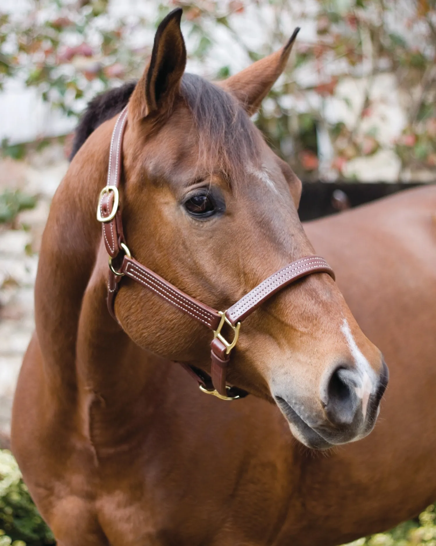 Discount PERRIS LEATHER Perri’s® Horse Professional Show Halter