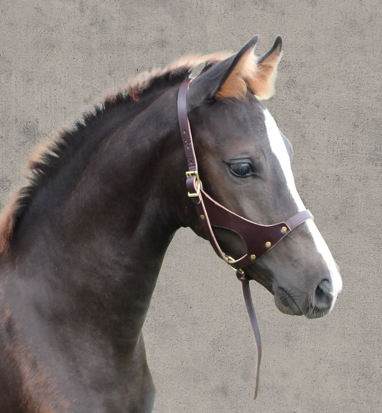 Sale PERRIS LEATHER Perri’s® Leather Foal Halter Havana