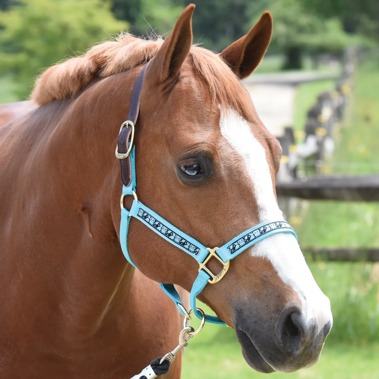 Best PERRIS LEATHER Perri’s® Ribbon Trim Breakaway Halter
