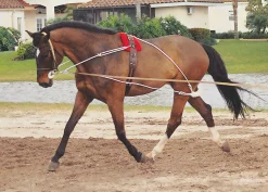 New ERS Pessoa® Training System