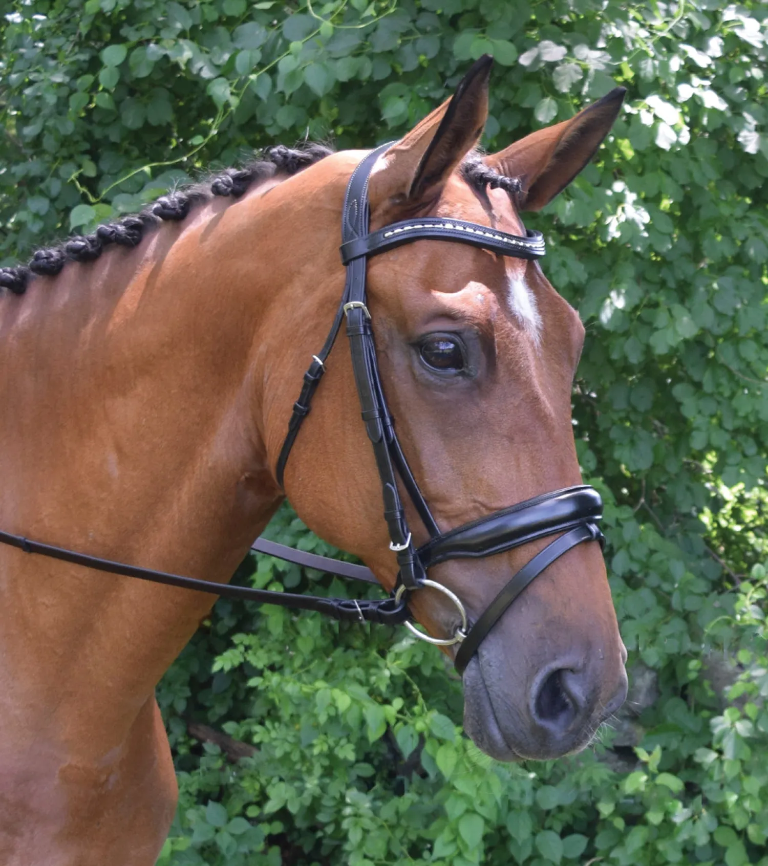 New KL SELECT Red Barn Topline Bridle Black