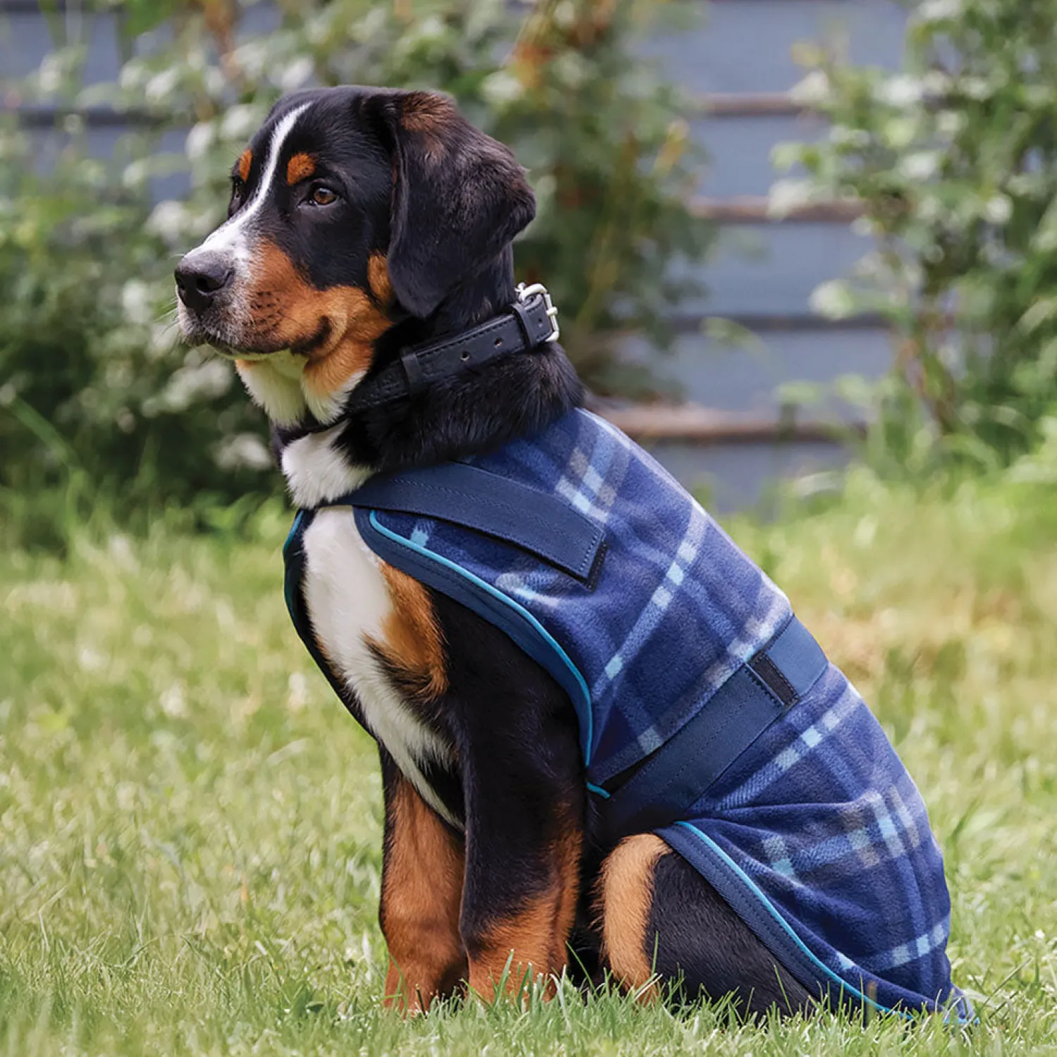 Outlet INTEX EQUESTRIAN Rider’s International™ Dog Cooler Navy Plaid