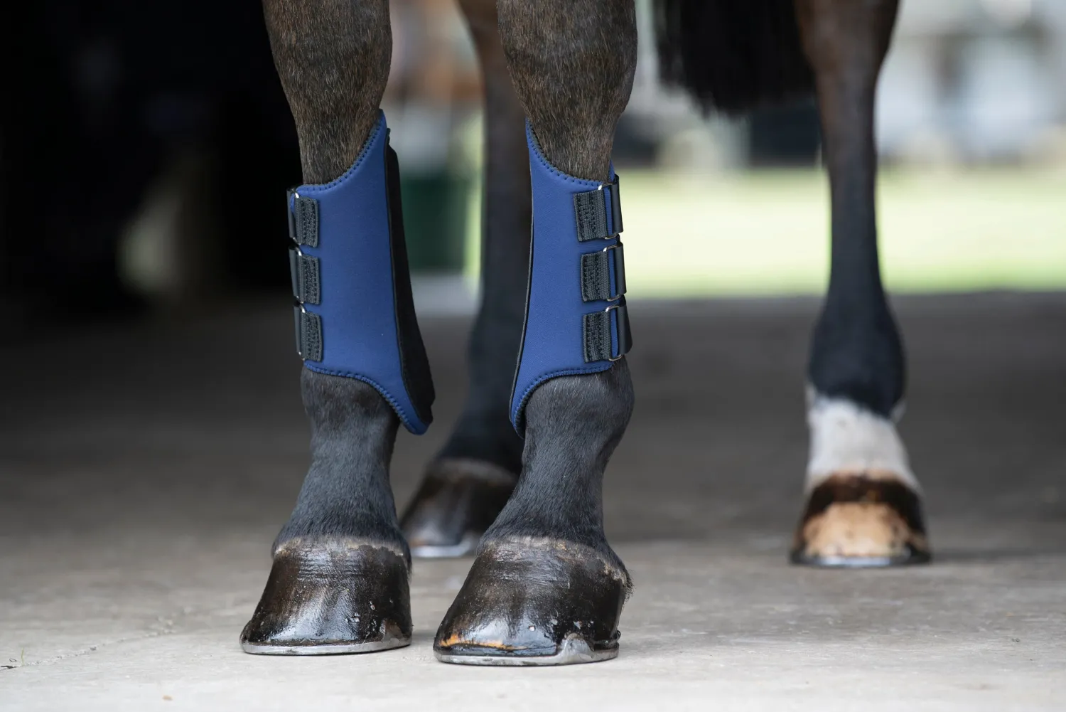 Outlet TEXT HORSE Rider’s International™ All-Purpose Galloping Boots