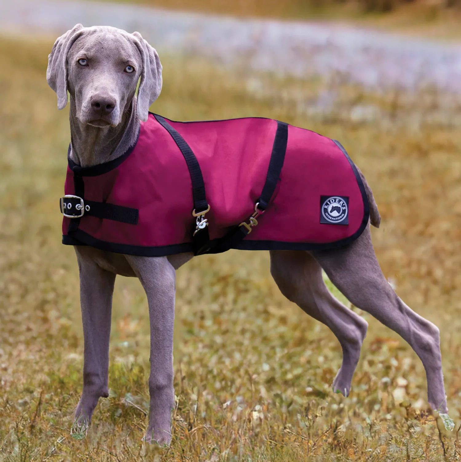Discount CWEAR BRANCH Rider’s International™ Dog Turnout Sheet