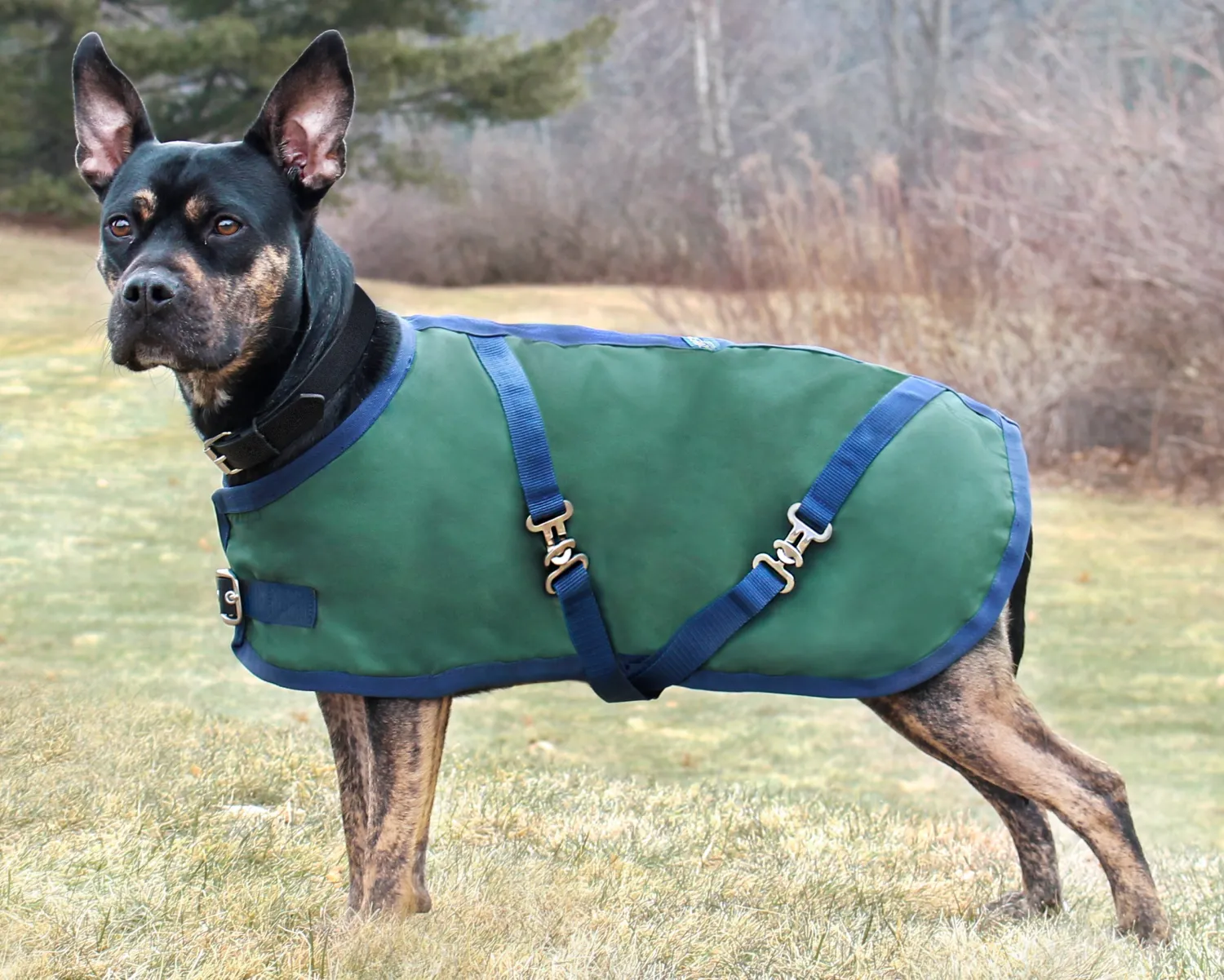 Discount CWEAR BRANCH Rider’s International™ Dog Turnout Sheet