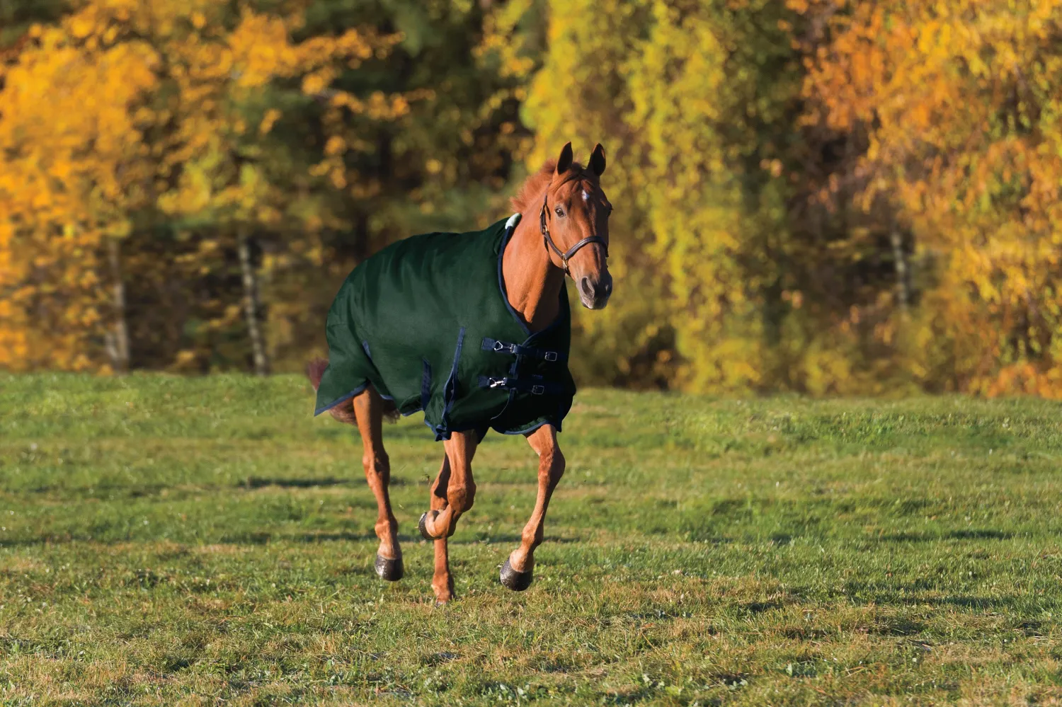 Online CWEAR BRANCH Rider’s International™ Supreme Heavyweight Turnout Blanket