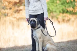 Best PUSHKAR INTL Rider’s International™ Laced Rein Dog Leash Brown