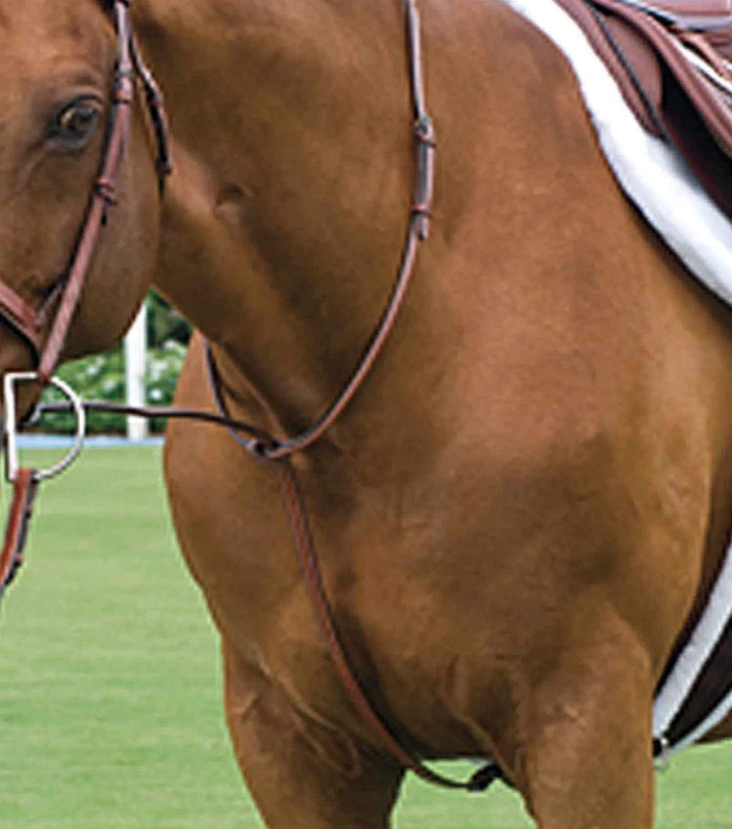 ERS Rodrigo Raised Fancy Stitched Martingale