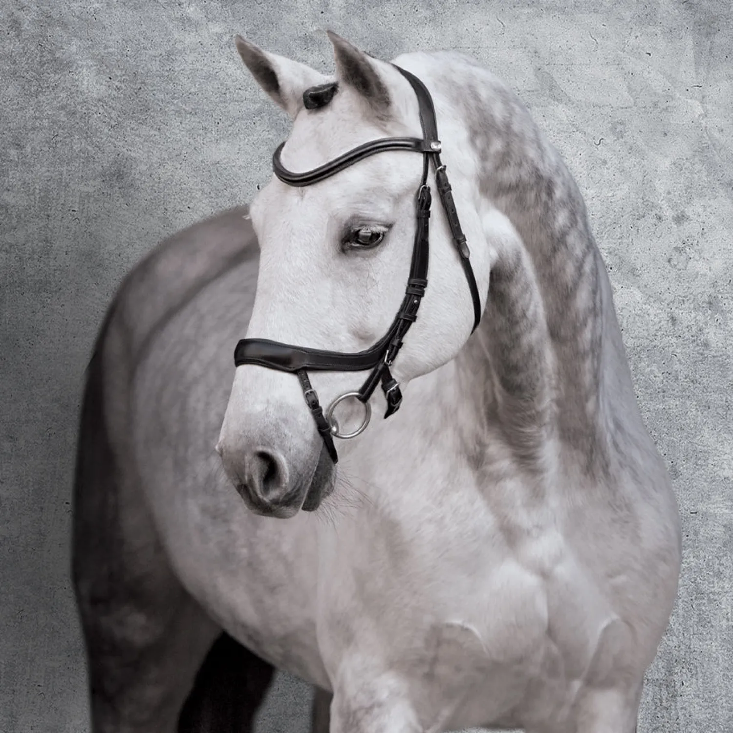 Clearance SCHOCKEMOEHLE N.A. Schockemöhle Equitus Alpha Bridle