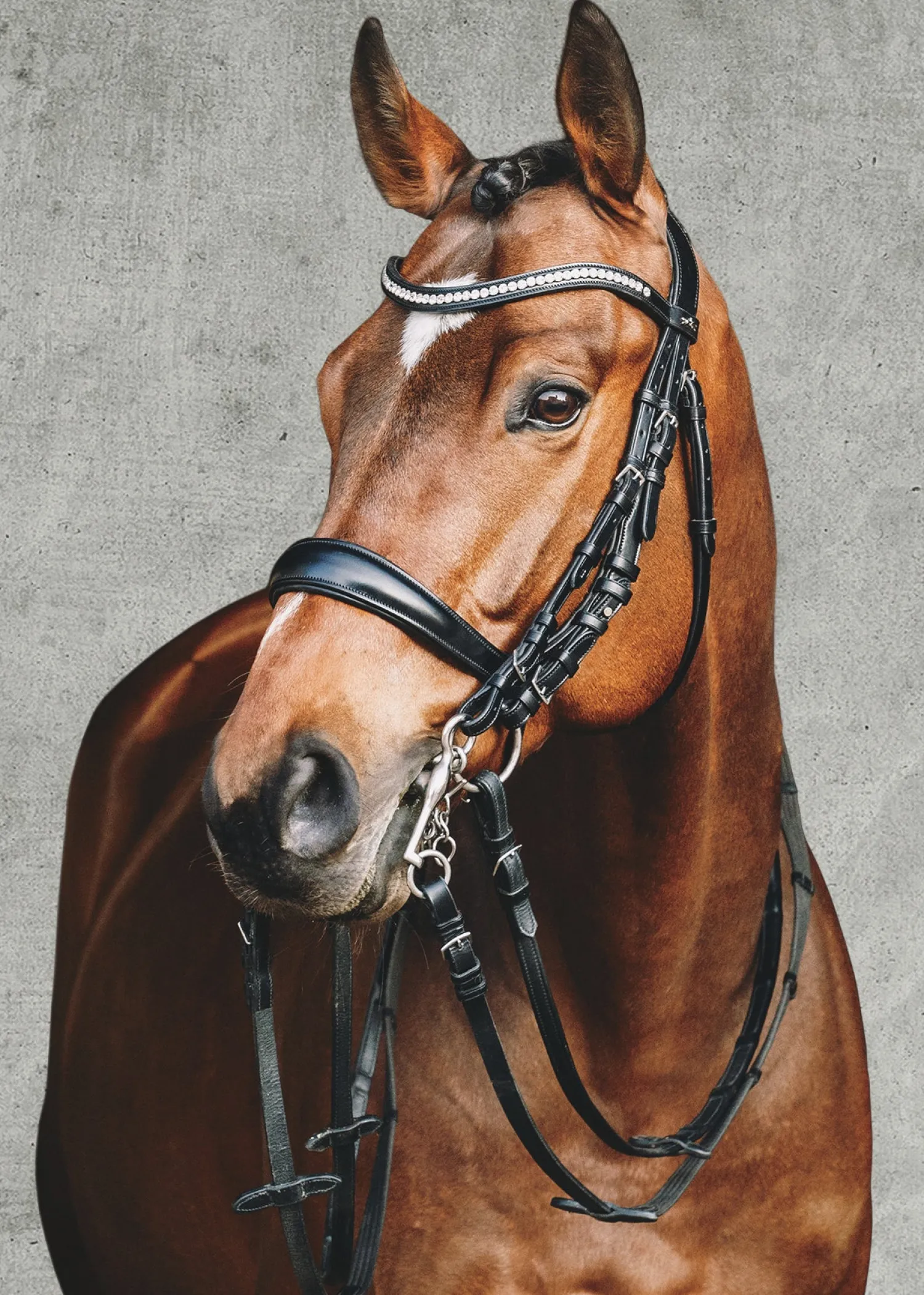 Outlet SCHOCKEMOEHLE N.A. Schockemöhle Equitus Gamma Double Bridle