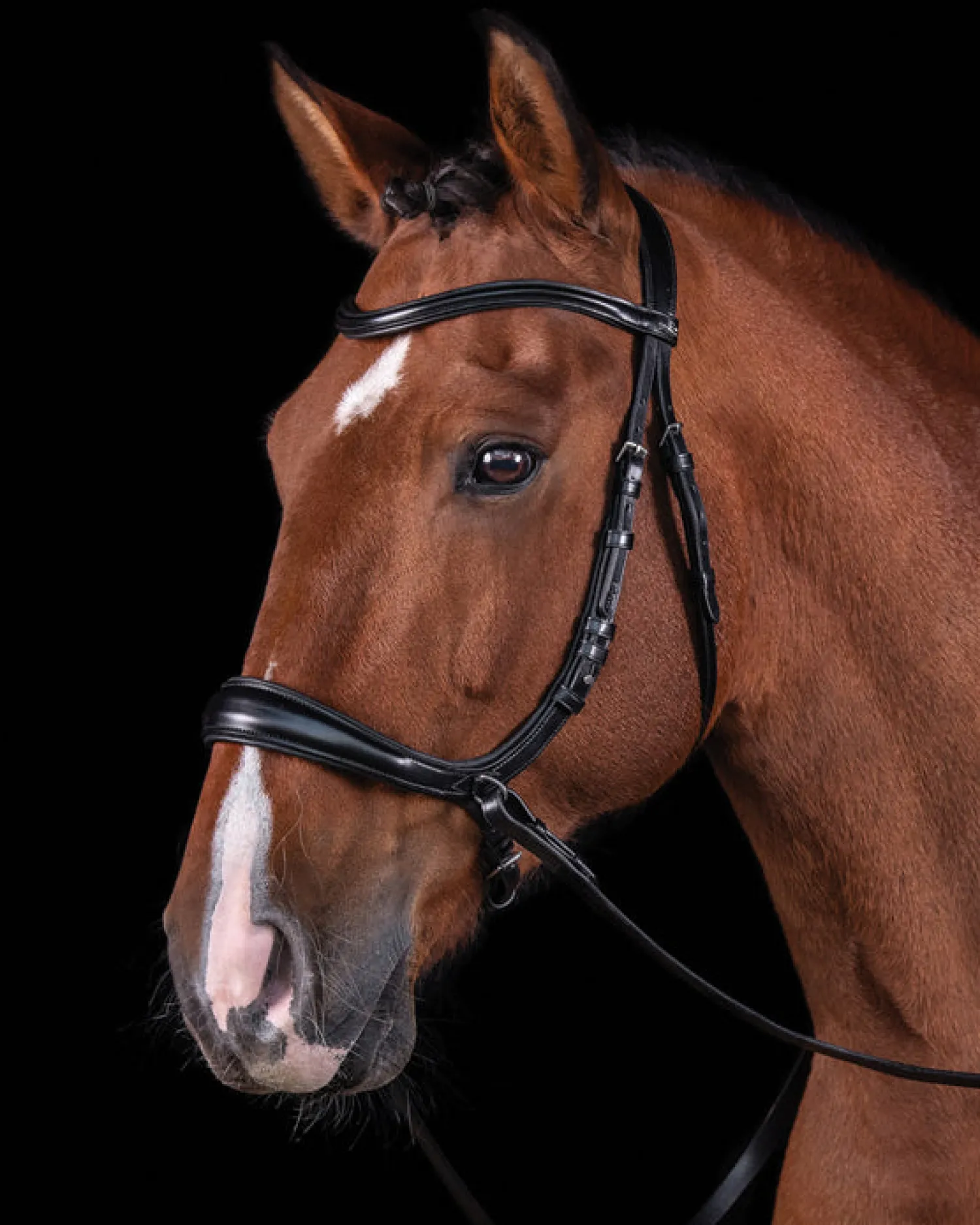 Hot SCHOCKEMOEHLE N.A. Schockemöhle Equitus Theta Bridle