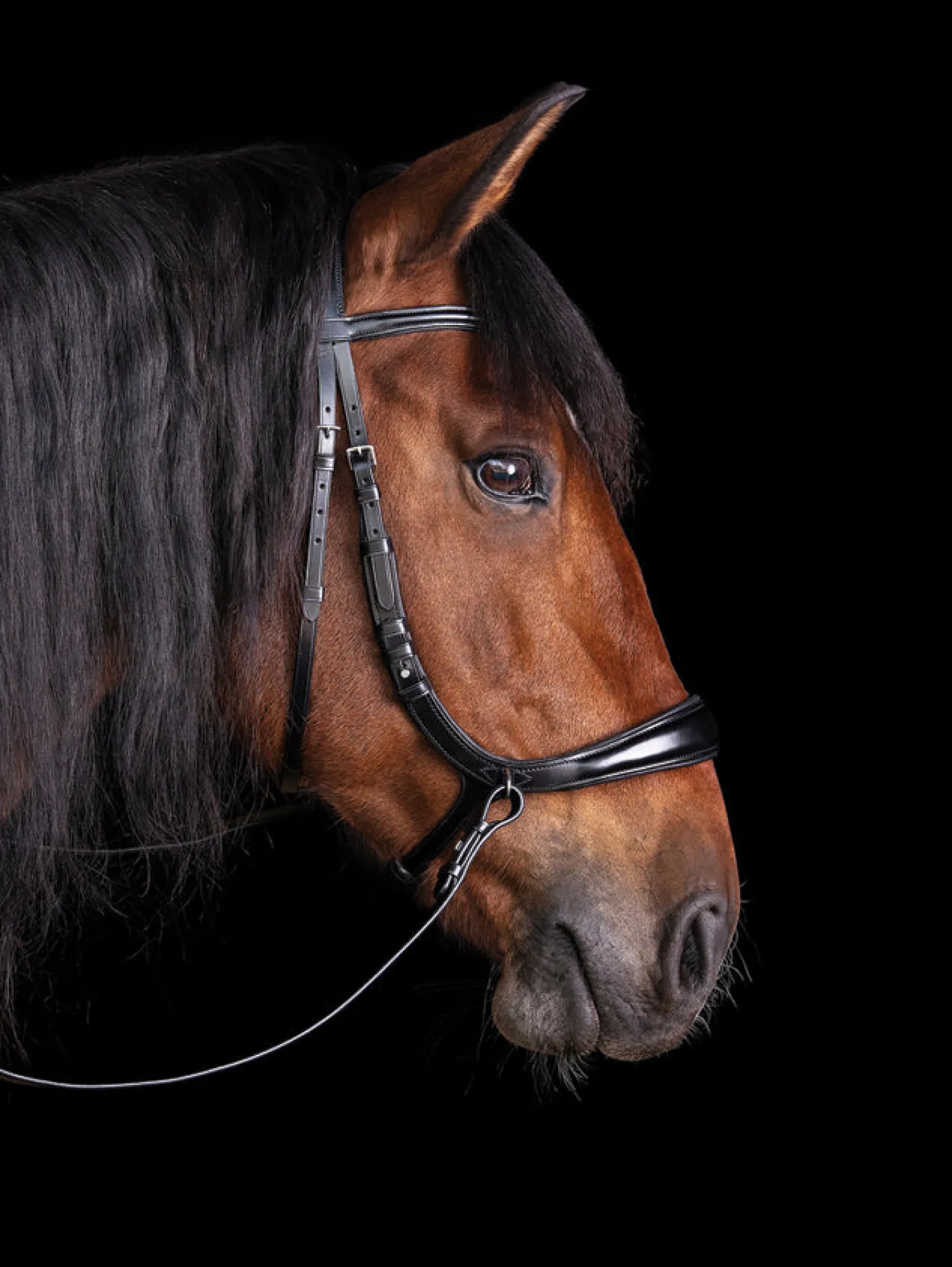 Hot SCHOCKEMOEHLE N.A. Schockemöhle Equitus Theta Bridle