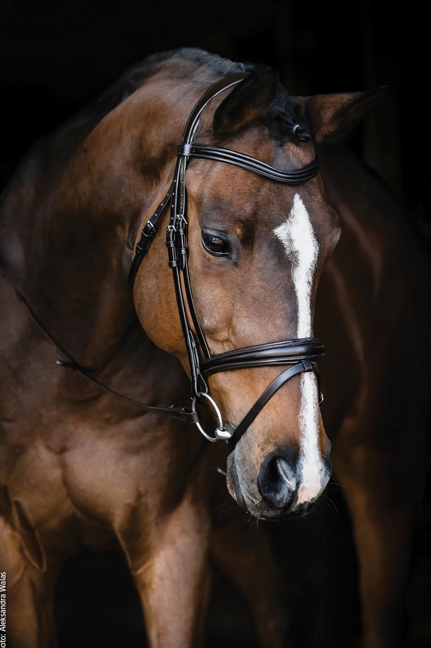 SCHOCKEMOEHLE N.A. Schockemöhle Monza Bridle
