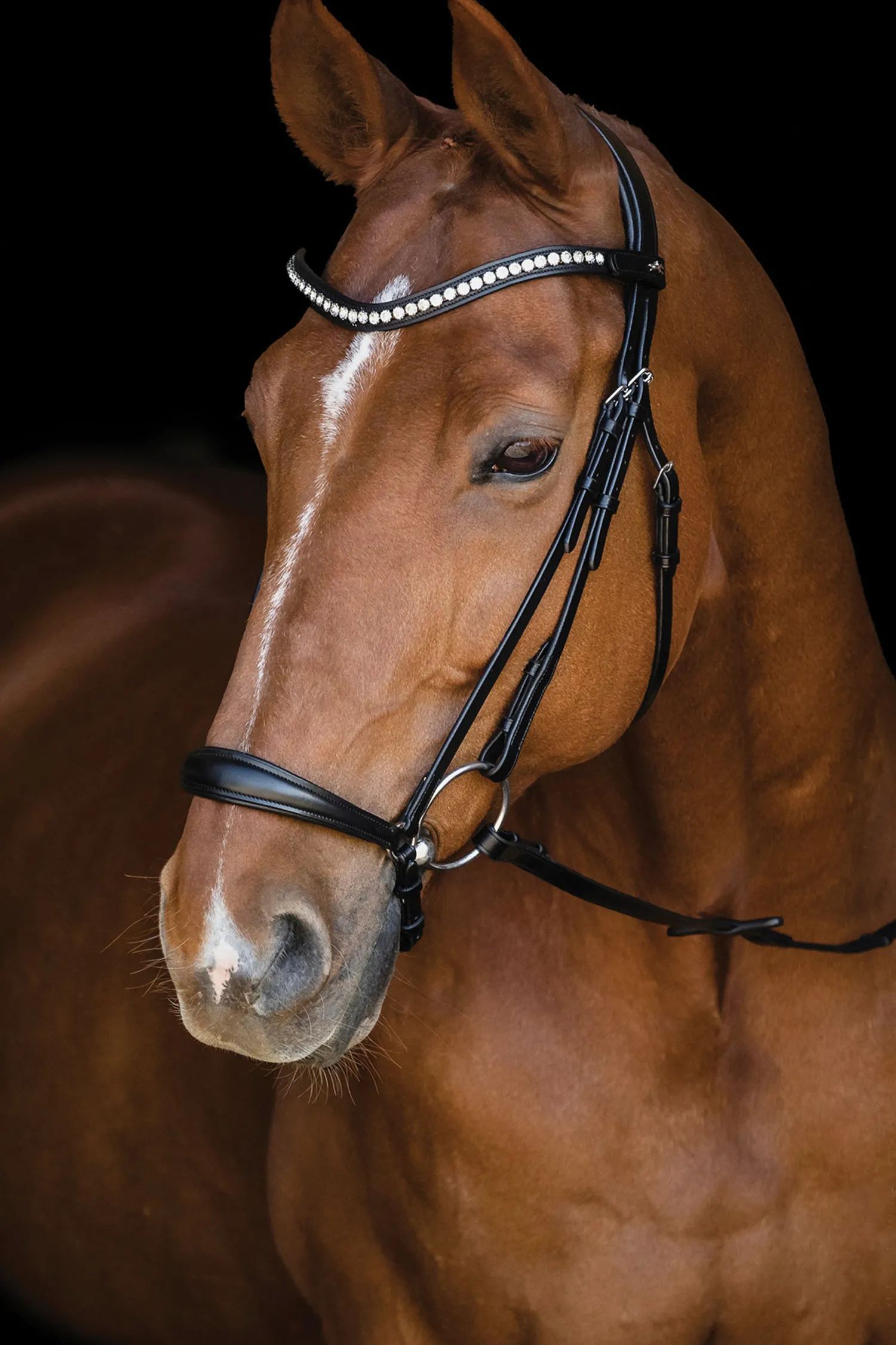 Sale SCHOCKEMOEHLE N.A. Schockemöhle Pisa Drop Nose Bridle Black/Silver