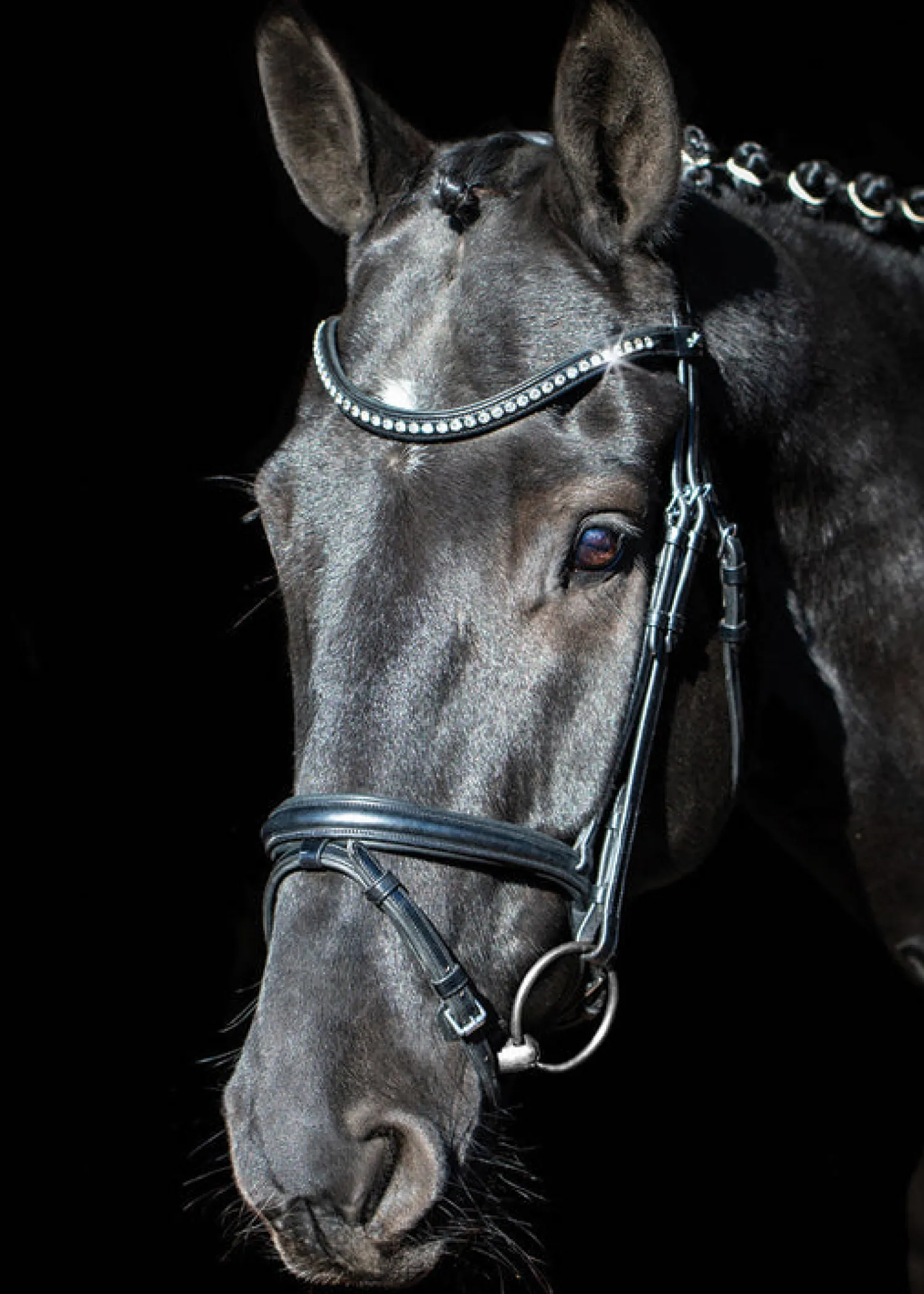 Hot SCHOCKEMOEHLE N.A. Schockemöhle Rome Select Bridle