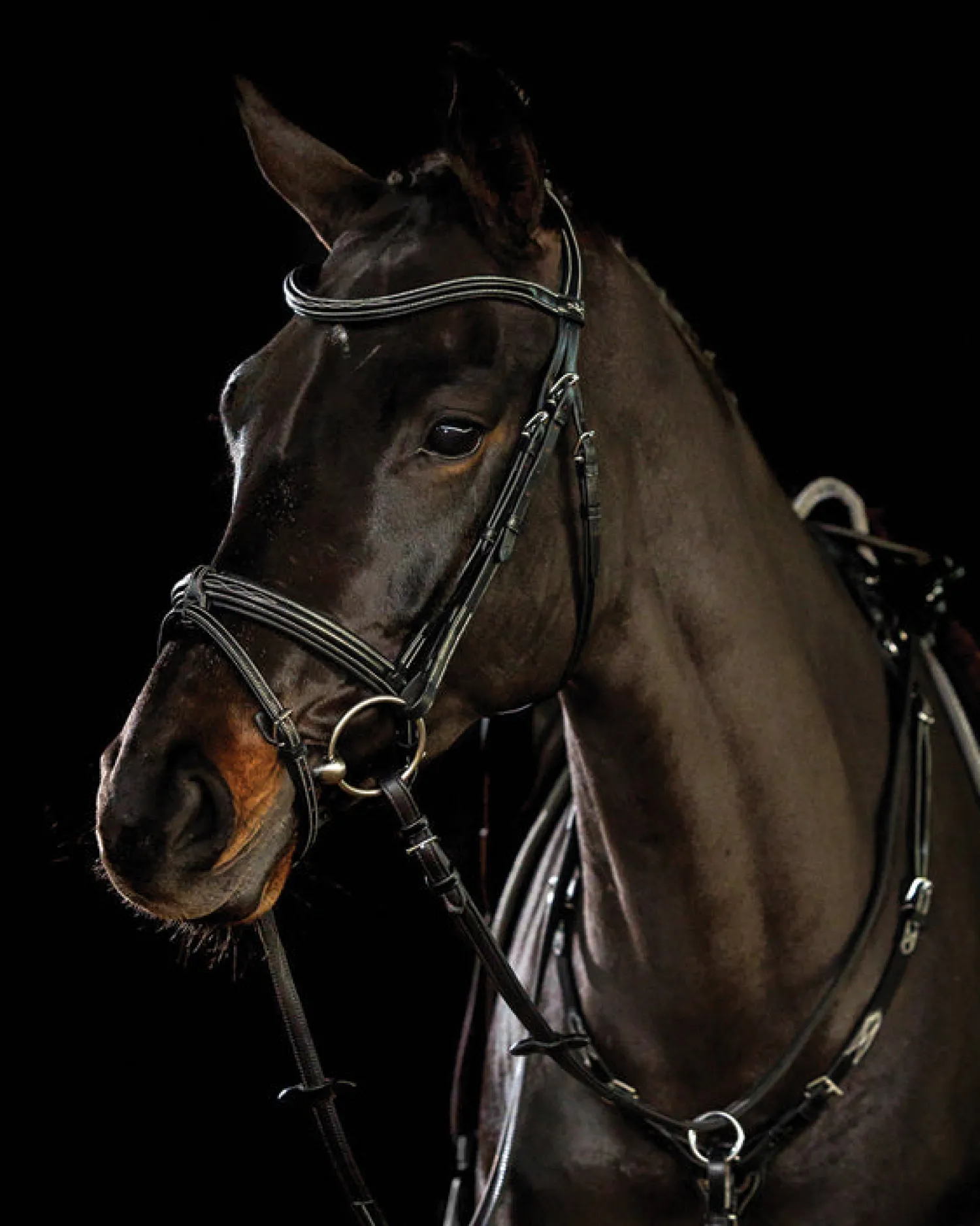 Clearance SCHOCKEMOEHLE N.A. Schockemöhle Tokyo F Bridle