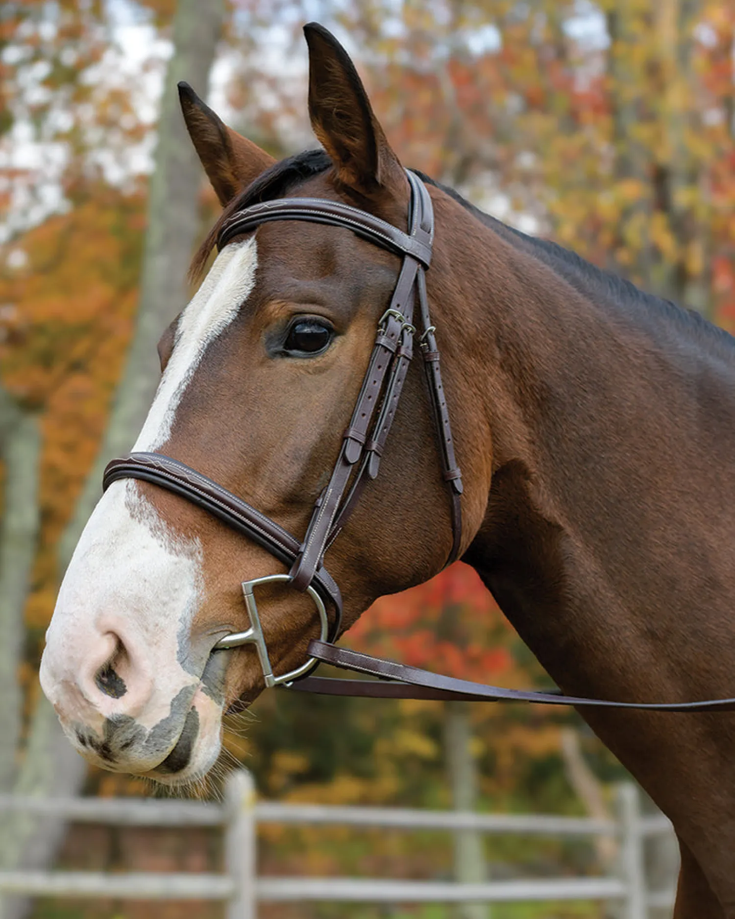 Sale SHIRES EQUESTRIAN Shires Avignon Nashville Bridle Havana